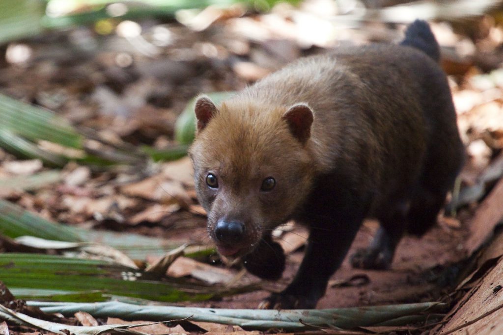 Cachorro-do-Mato-Vinagre na Natureza