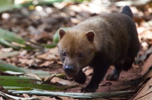 Cachorro-do-Mato-Vinagre na Natureza