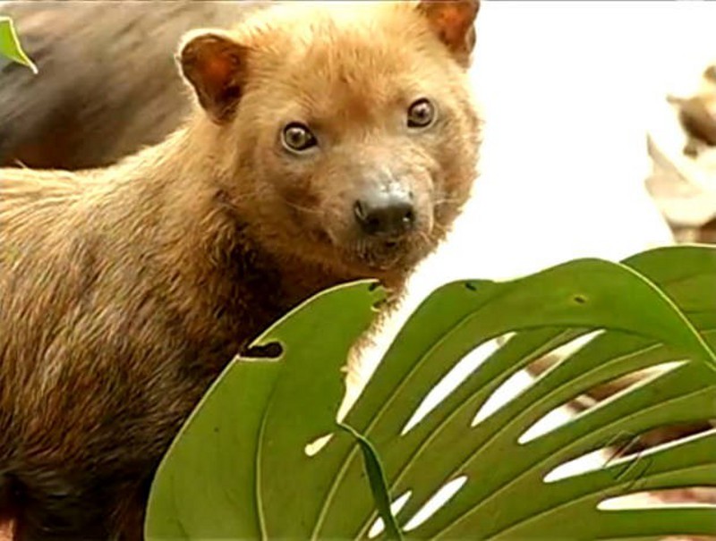 Cachorro-do-Mato-Vinagre na Natureza