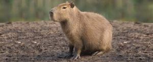 Dieta da Capivara: O que ela Come? | Mundo Ecologia