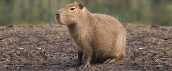 Capivara na Natureza