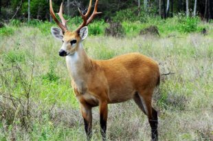 Cariacu na Natureza