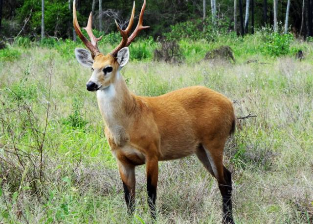 Cariacu na Natureza