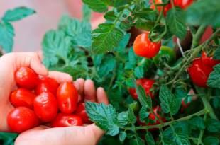 Colhendo Tomates Cerejas