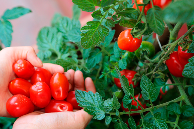 Colhendo Tomates Cerejas