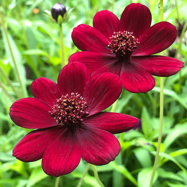 Cosmos Chocolate Vermelho