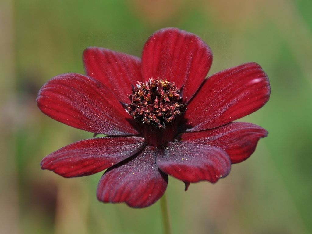 Cosmos Chocolate Vermelho