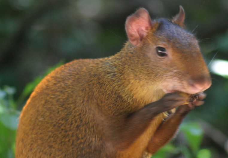 Cutia Visto de Perto