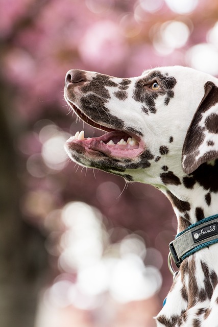 Dalmata de Perfil 