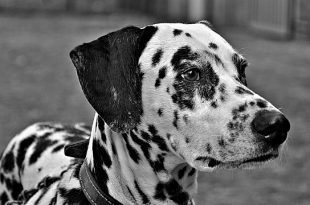 Dalmata em Preto e Branco