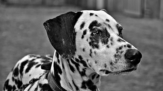 Dalmata em Preto e Branco