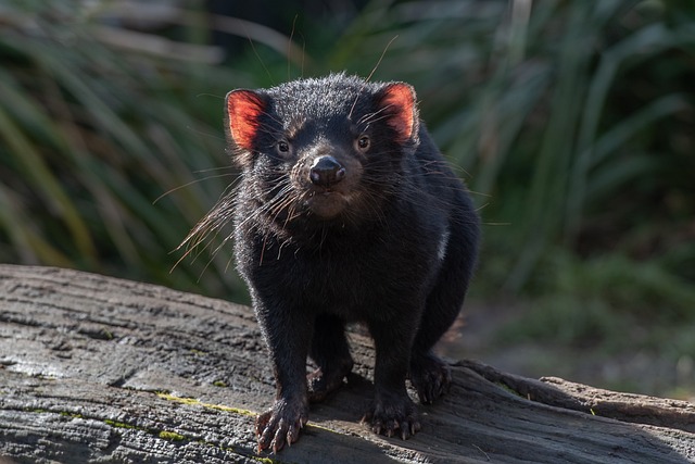 Diabo da Tasmânia na Natureza