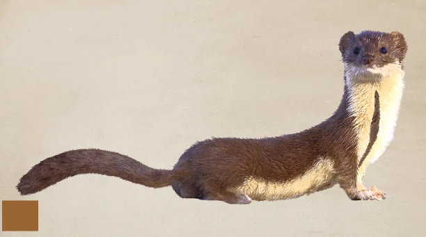 Doninha Amazônica Visto de Perto