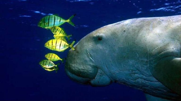 Dugongo Nadando com Peixes