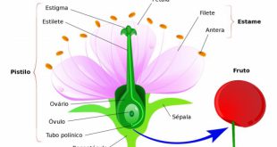 Estrutura da Flor