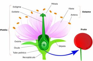 Estrutura da Flor