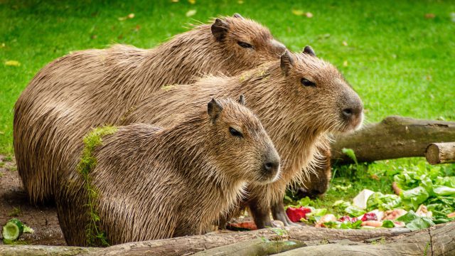 Família de Capivara