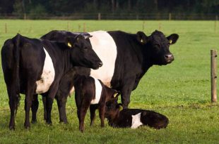 Família de Gado Galloway