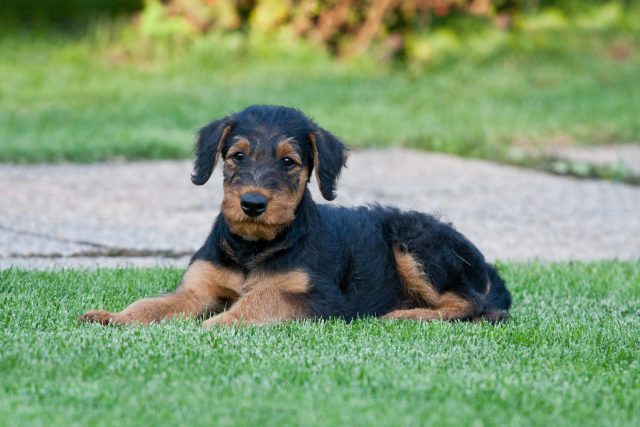 Filhote de Airedale Terrier