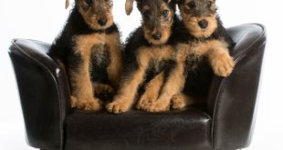 Filhotes de Airedale Terrier