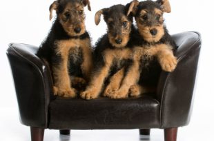 Filhotes de Airedale Terrier