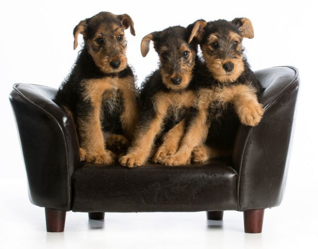 Filhotes de Airedale Terrier