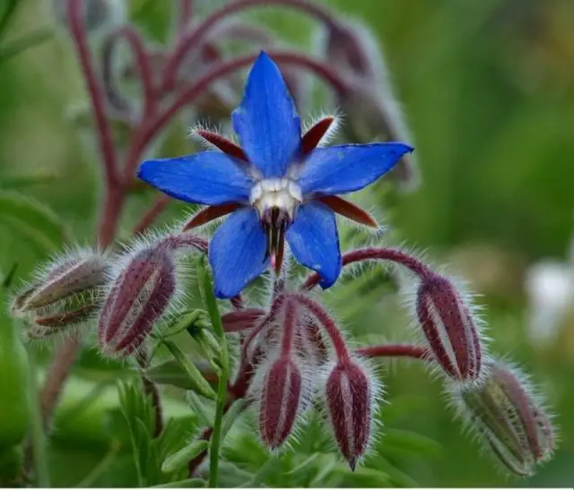 Flor Azul Borragem