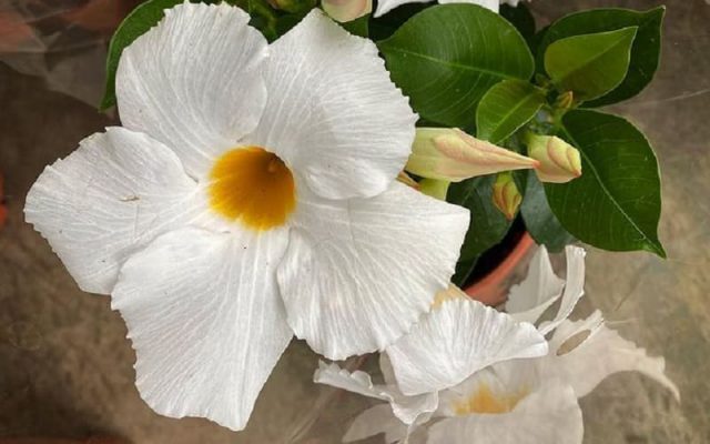 Flor Jardim Chileno Visto de Perto