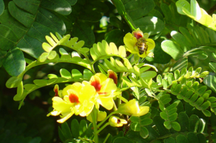 Flor do Pau Brasil