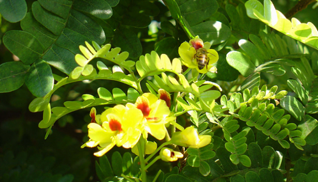 Floração do Pau-Brasil: Temporada e Locais