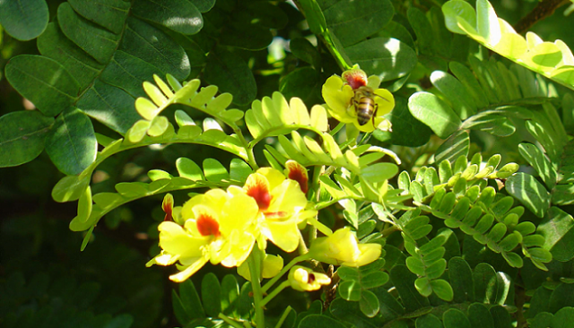 Flor do Pau Brasil