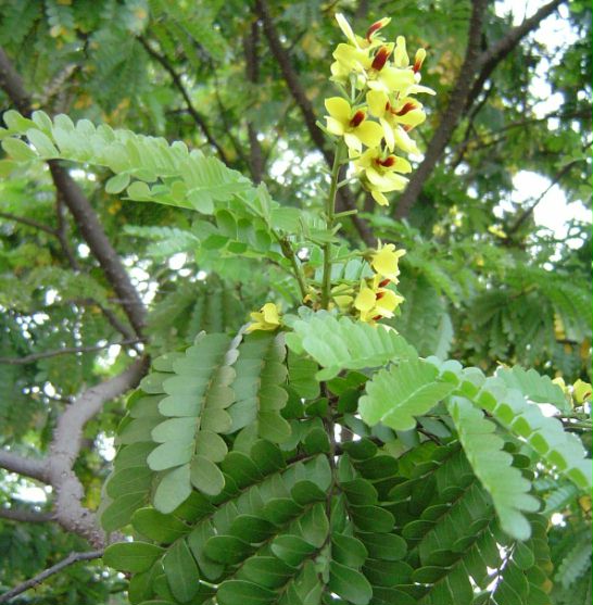 Flor do Pau Brasil