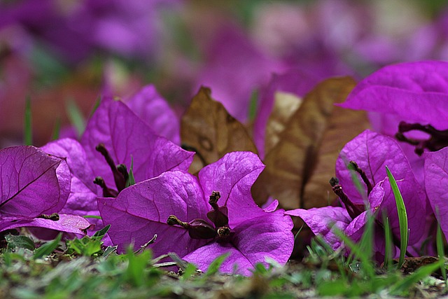 Flores Buganvília Roxas