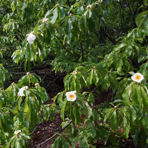 Hojas del árbol de Franklin