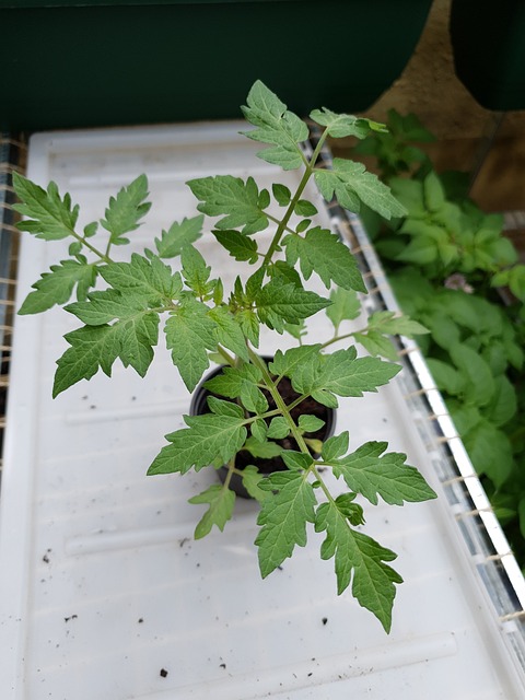 Folhas de Tomate Plantado no Vaso