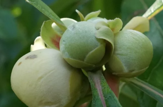 Árvore Franklin: Suas Folhas e Frutos