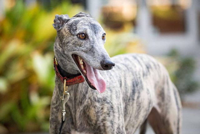 Galgo Inglês Visto de Perto