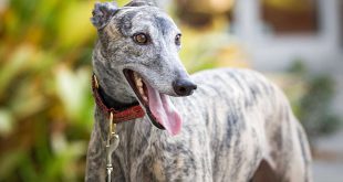 Galgo Inglês Visto de Perto