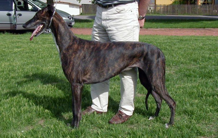 Galgo Inglês com Tutor