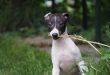 Greyhound Italiano: Uma Raça Distinta