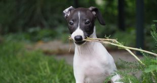 Greyhound Italiano com Galho na Boca