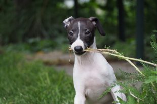 Greyhound Italiano com Galho na Boca