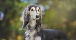 Greyhound de Perfil