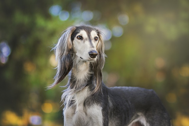 Greyhound de Perfil 