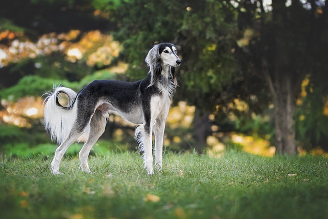 Greyhound no Gramado