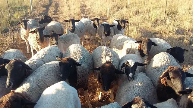 Grupo de Ovelhas Dorper no Pasto
