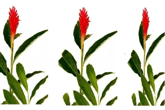 Ilustração Flor Alpínia