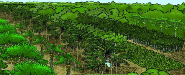 Ilustração de Agrofloresta