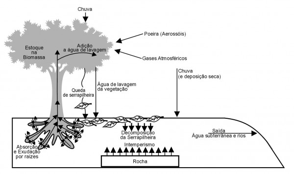 Ilustração do Ciclo Biogeoquímico