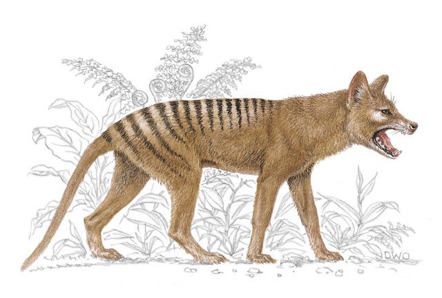 Ilustração do Lobo-da-Tasmânia